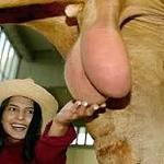 Donkey Ballz 🏆🏆 Logo