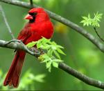 THE MEAN MACHINE Logo