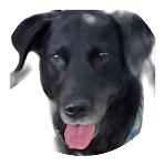 BLACK DOG Logo