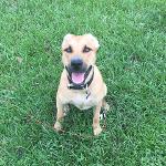 John’s Choice Team Logo