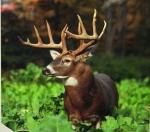 Swellin Medellin Logo