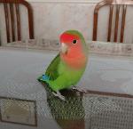 The Chosen 馃弨 Logo