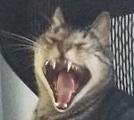 TheRealKittyKevin Logo