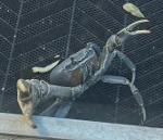 There Can Be Only One! Logo