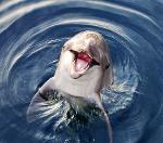 Mixon‘s running up that Hill Logo