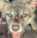 🟢Prowlers 💥 Logo