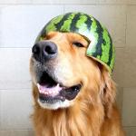 Watermelon Dogs 猸愶笍 Logo