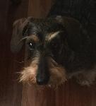 Los reyes de la Jungle Logo