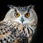 Night Owl Stars Logo