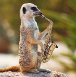 Smooth Meerkatssss Logo