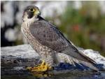 Peregrine Falcon Logo