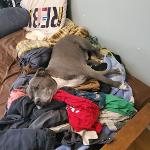 Anticiperections Logo