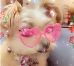 WhatAboutGracie Logo