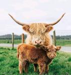 Show Me Your TDs Logo