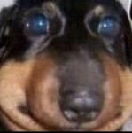 Incredibly Funny Team Name Logo