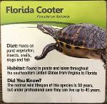 Florida Cooters Logo