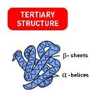 Tertiary Structure (Jeff) Logo