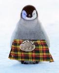 ScottishPenguins Logo
