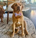 Tahoe's_Top_Dog Logo