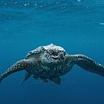 Lytham Fridge Raiders Logo