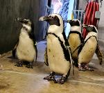 Waddling my way into mediocrity Logo