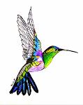 The Hummingbirds Logo