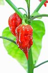 Carolina Reapers Logo