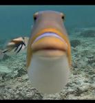 The Fart Smellers Logo