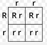 USC/FSU-Texans/Chargers Logo