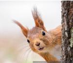 Dead Squirrel Society Logo