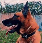 semperfidelisk9 Logo