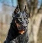 La Paz Boucerons Logo