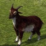Burgundy_goat's Team Logo