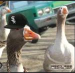 3 Centimeter Defeater Logo