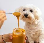 Daytona Dog Fuckers Logo