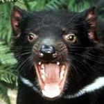 Fazmanian Devils Logo