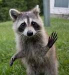 BooneCoon's Team Logo