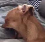 KingOfTheSnacks Logo