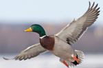 Arkansas Flying Mallards Logo