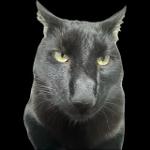 EzraAtlas's Team Logo