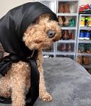 breaded chicken TDs Logo