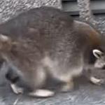 Glen Road Raccoons Logo