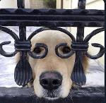 Gluttons for Punishment Logo