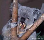 Killing Koalas Logo