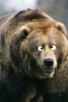 Cross Eyed Bears Logo