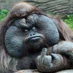 🏈Bad Attitude🏈 Logo