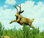 Jackalopes Logo