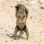 Derelick MyBallz Logo