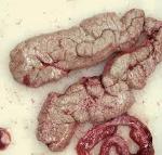 The Glorious Gonards Logo