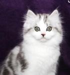 The Ragamuffins Logo